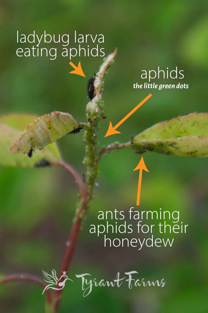 There's quite a lot happening on this single serviceberry branch. Ladybug larvae are hunting aphids while ants farm the aphids and try to protect their aphid