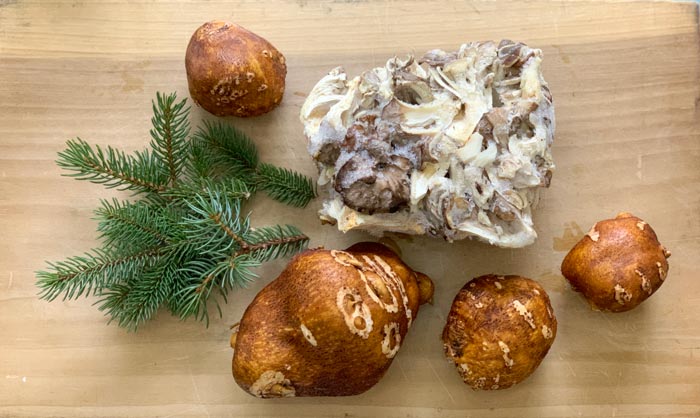 Ingredients of my dreams: spruce needles, maitake mushrooms, and American groundnut tubers.