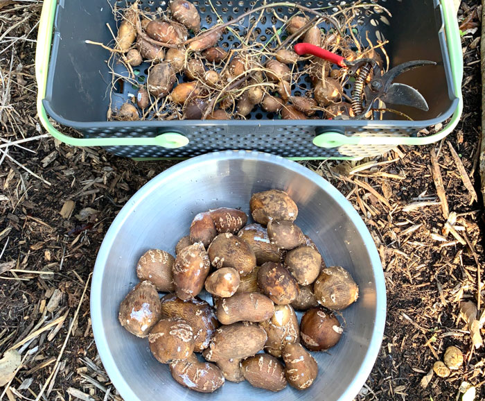 American groundnuts harvested from the same plant and grow bag. The bowl in the front contains tubers we'll eat. The basket in back contains tubers we'll save or put back in the soil to grow next year.