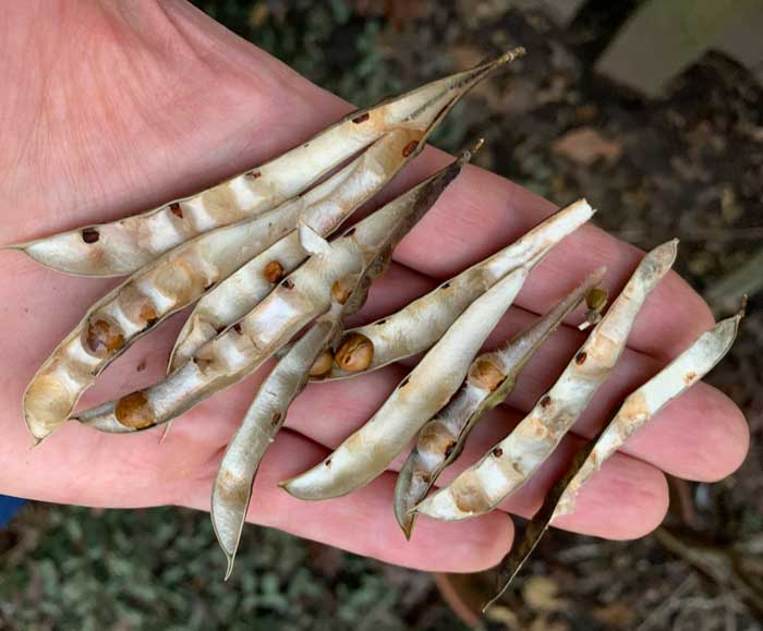 Very few beans set in our American groundnut bean pods, perhaps due to the lack of a pollenizer. 