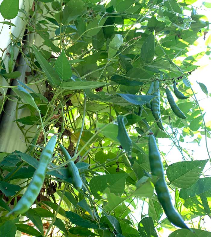 American groundnut bean pods.