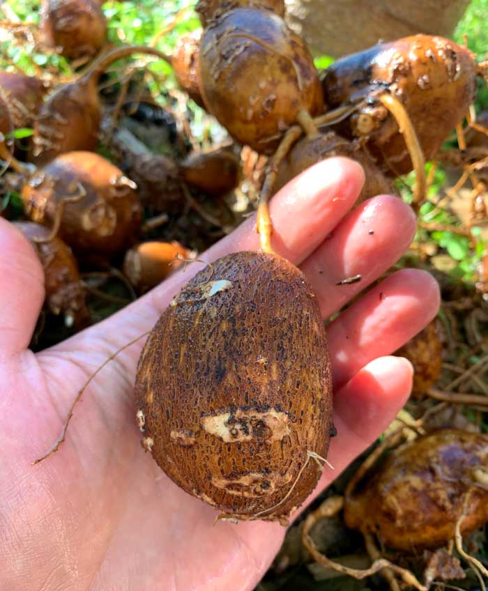 This was an average-sized American groundnut tuber from our second year plants. We grow 'Nutty #3', an improved strain from LSU's breeding programs in the 1980s and 90s.