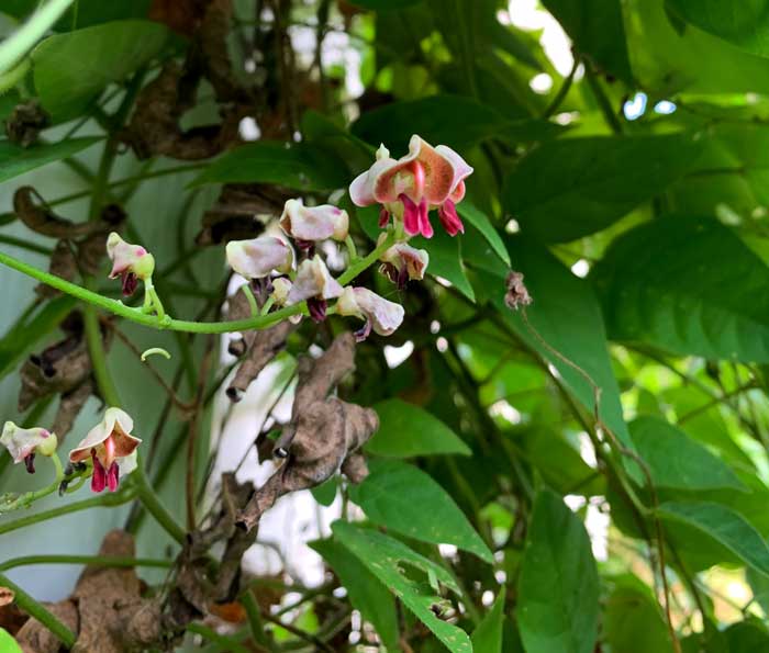 American groundnut flowers.