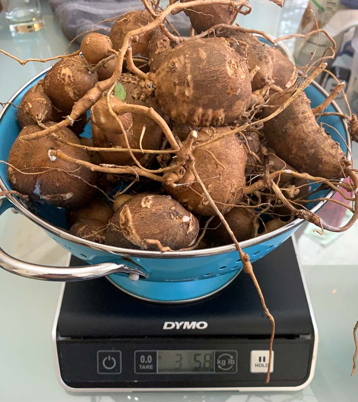 Our second year American groundnut harvest from relatively neglected plants growing in a grow bag. 