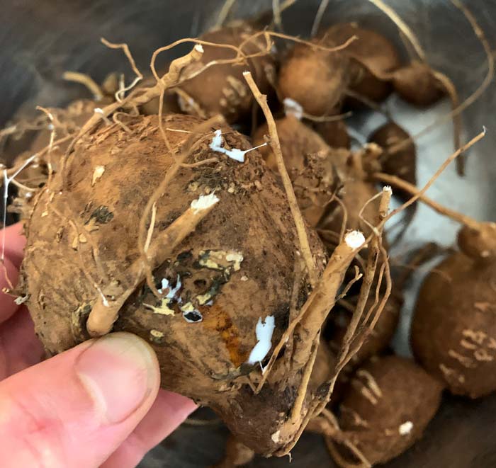 Possible vole defense? The roots of American groundnuts emit a sticky latex/rubber when cut. (This latex goes away after they've been out of the ground for a week or so.) Perhaps this would deter voles from eating them - we didn't want to risk it. If this latex sticks to your hands or knife, simply use a bit of vegetable oil to help rub it off. 