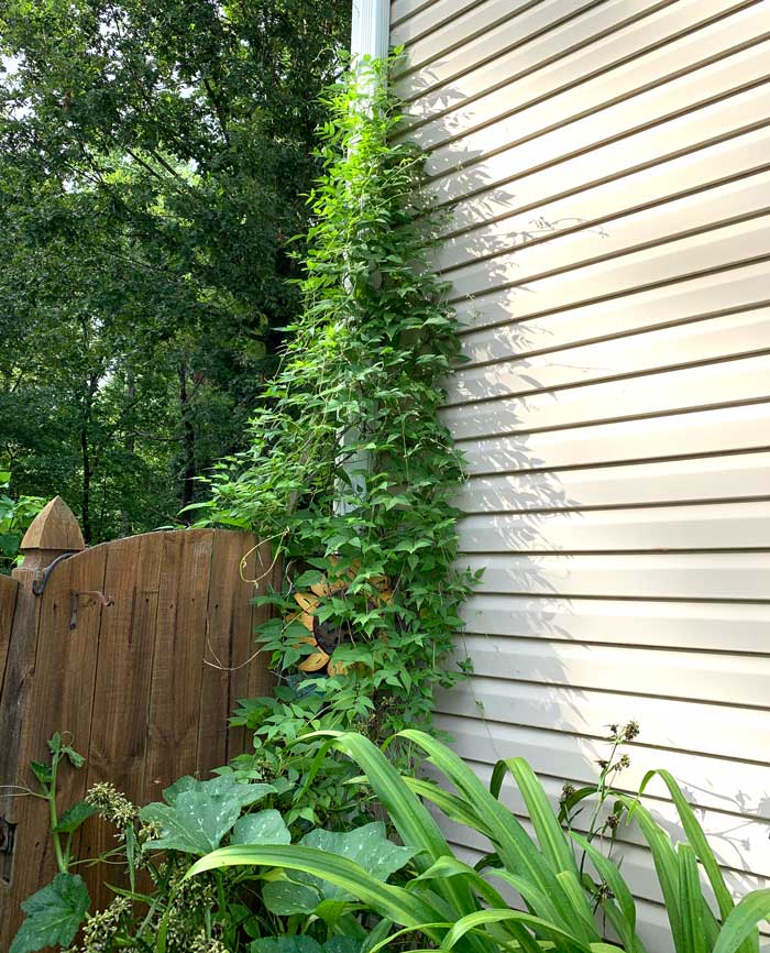 Our American groundnut vine in late July. 