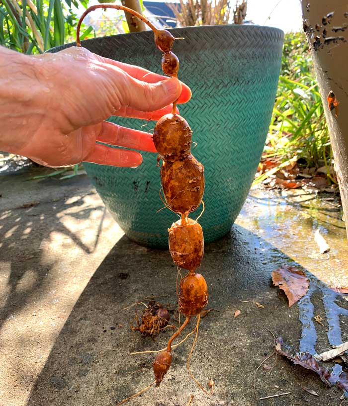 Groundnut rhizome with enlarged tubers that develop like beads on a string. 