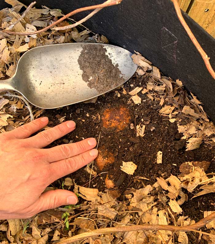 Groundnut tubers develop just below the soil surface as you can see here.