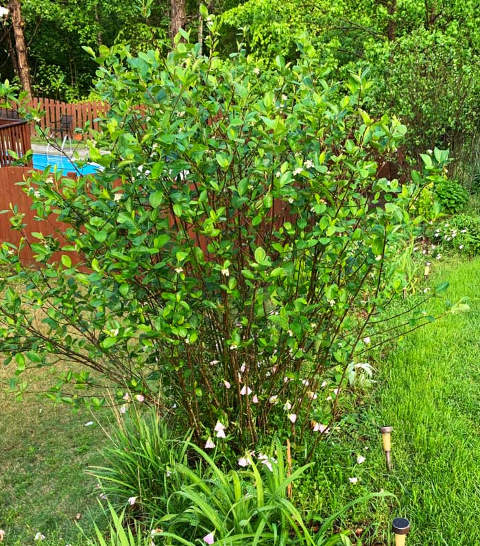 An Aronia melanocarpa plant. As you can see, the plant produces multiple canes/shoots rather than growing from a single trunk.