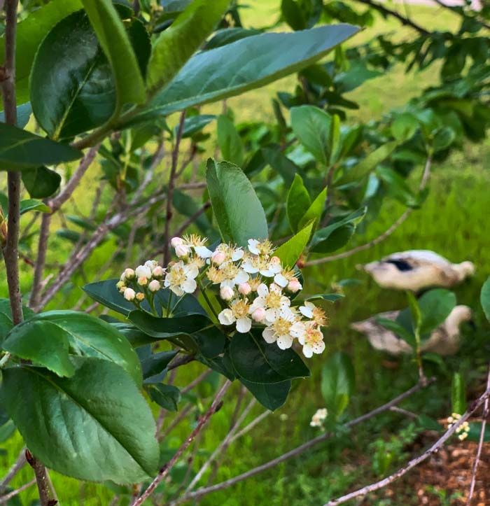 Aronia melanocarpa flower cluster in spring. You can see the flowers' resemblance to pear and apple flowers, which are also in the rose family.