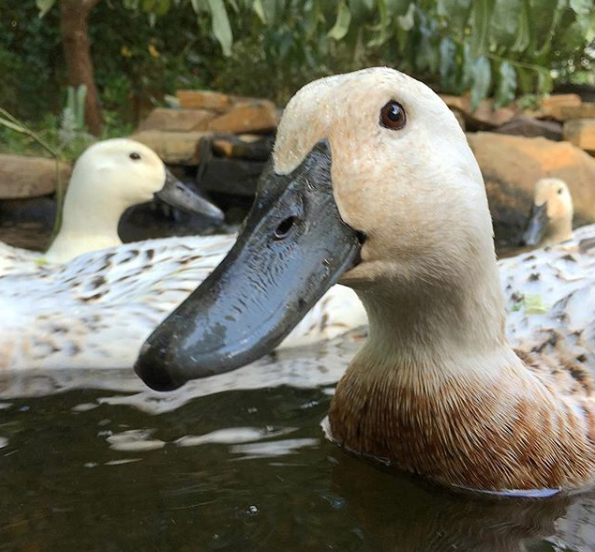 https://images.tyrantfarms.com/Img/August+2018/ducks-in-backyard-duck-pond.png
