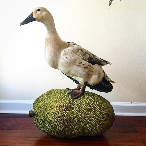 Instead of pounds or kilograms, we prefer to measure our fruit by duck. This jackfruit is 3.2 ducks in weight. 