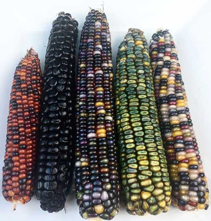 Some of the beautiful heirloom corn varieties we harvested from our summer garden this year. Our garden and Oak Hill Farm both use organic, no-till growing methods. 