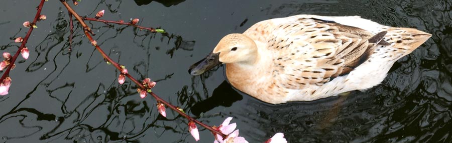 Questions answered about our DIY backyard pond thumbnail