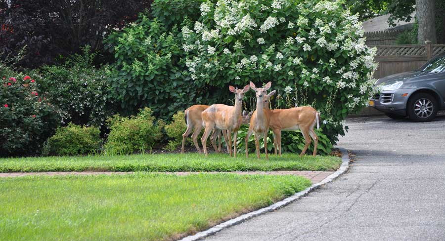keep deer out of yard