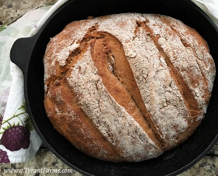 Another perfect loaf of Tyrant Farms' 5 minute no-knead artisanal bread made with 100% whole wheat stone ground flour.