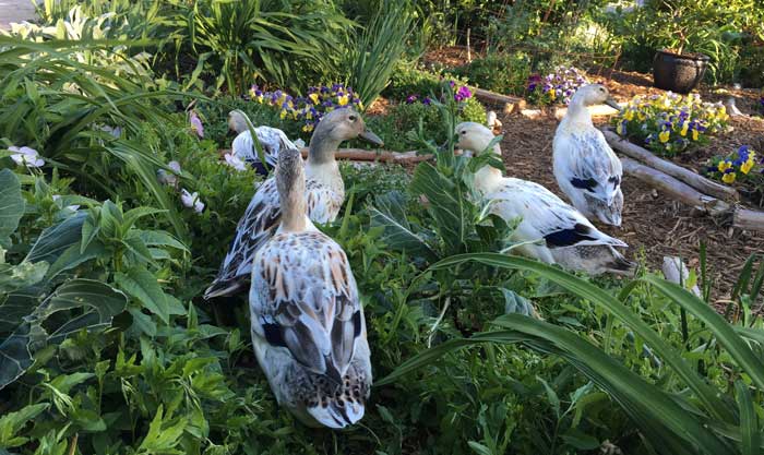 The flock out foraging in the spring.