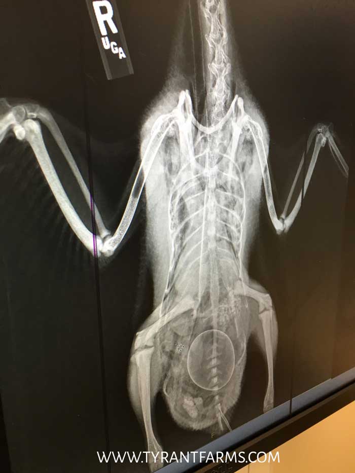 Svetlana's x-ray from when she was egg bound. That round mass towards the bottom of her tail is her egg. Luckily there weren't any others. / Duck Health Guide