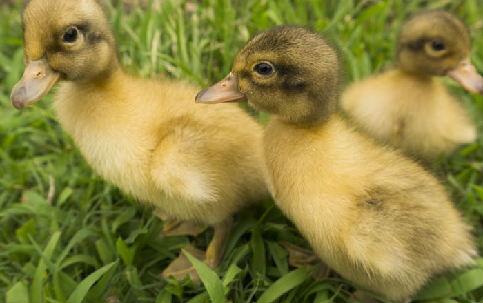 There are few, if any, creatures in the world that are cuter than ducklings.