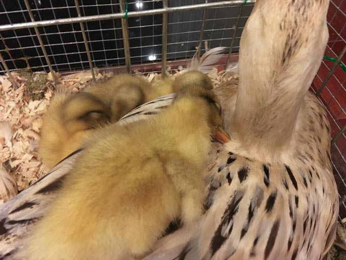 From duckling to full-grown duck momma, each life stage has slightly different nutritional requirements. One of our ducklings happily sleeps on their mom's back.