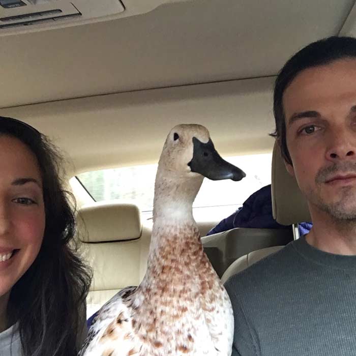 Going to Canada!! Not really - Svetlana just enjoys car rides. :) / Duck Health Guide