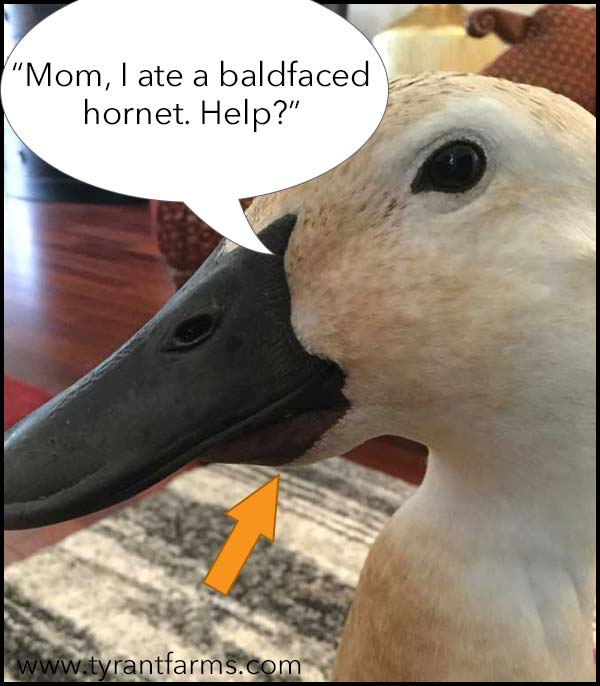 Just like your children, sometimes your ducks do dumb things. Like putting a hornet underneath their tongue. Not that we know anyone who has done that, do we, Jackson the duck? Nope. // Duck Health Guide