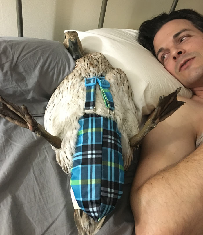 If you're going to occasionally bring your ducks indoors or have pet indoor ducks, you're going to need to learn how to diaper a duck. Marigold the duck (one of our most tame ducks) is not terribly happy about being put on her back, but her diaper is snazzy. How to get your ducks to like you.