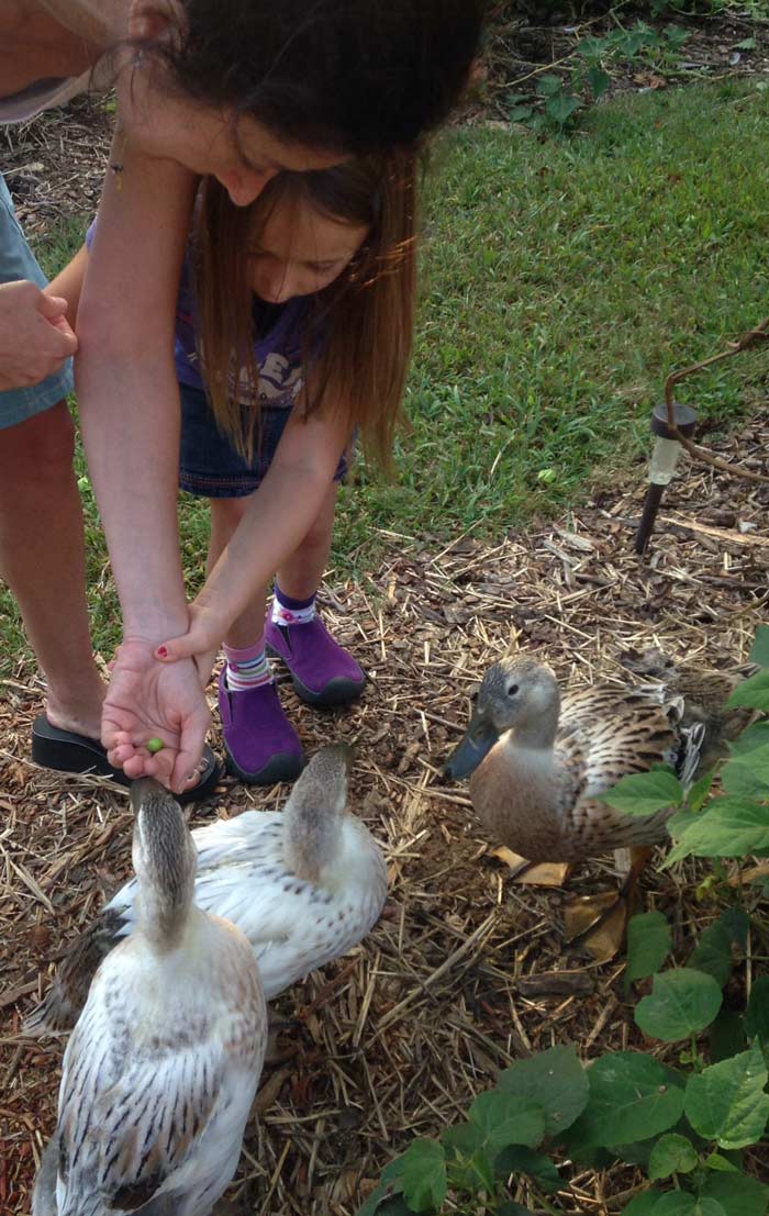 Susan's sister and niece helping us train our girls that a palm with something in it means a treat. In this case, the treat was an unripe groundcherry. / How to get your ducks to like you