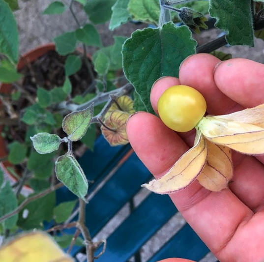 We love to grow varieties that you won't find at a nursery, like these cape gooseberries, aka Incan golden berries. To get good harvests in the summer, it helps to start these types of seeds indoors in Jan-Feb.
