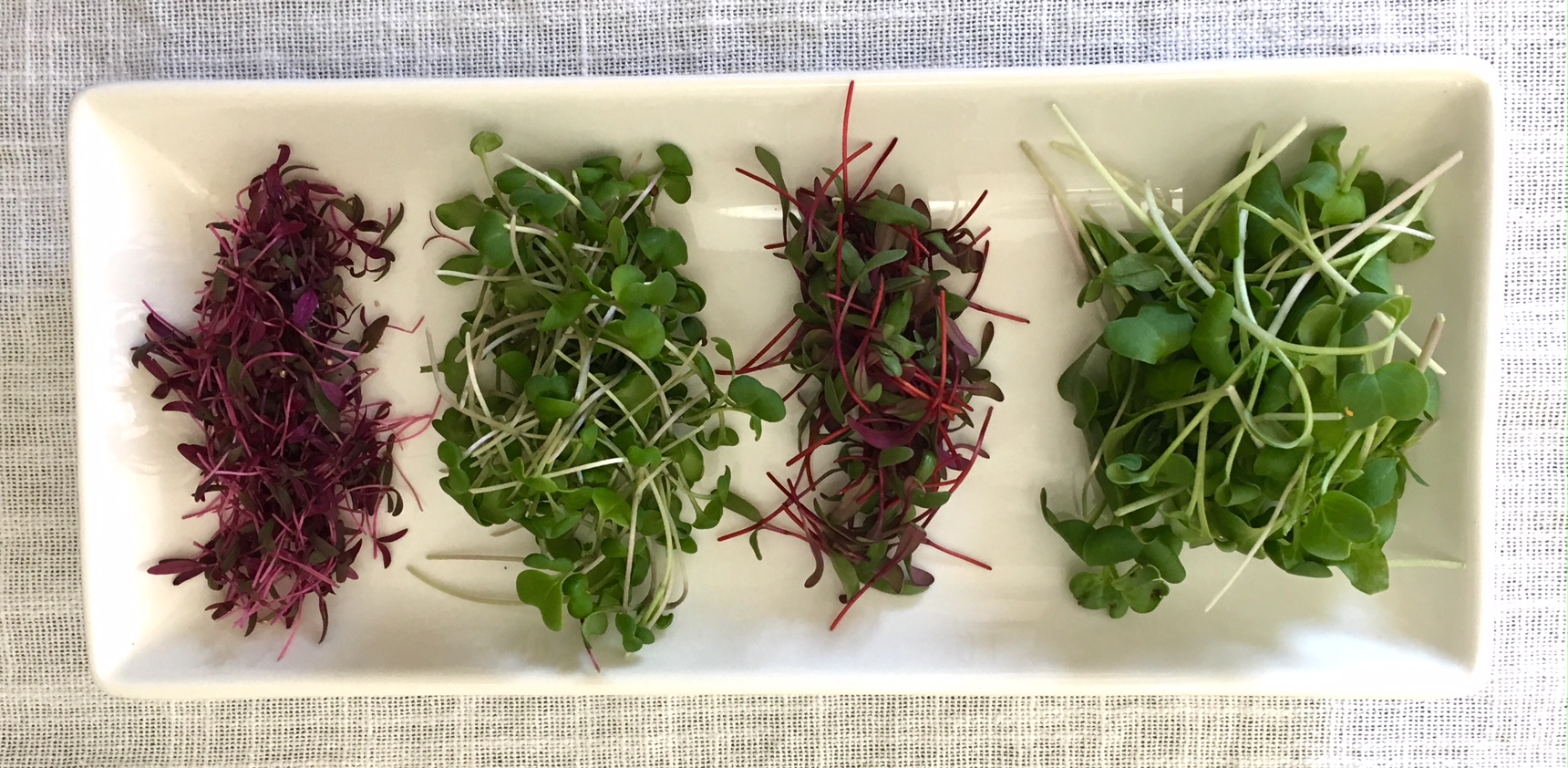 Gorgeous flavor- and nutrition-packed microgreens grown under our DIY grow lights in January.
