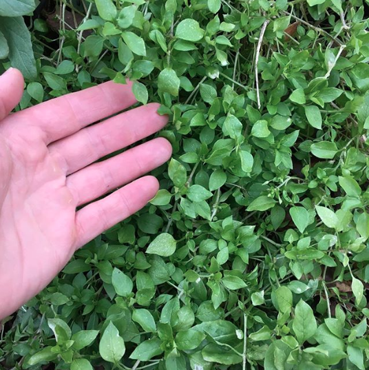 A lush patch of chickweed growing at Tyrant Farms. Vegetables that grow in shade by Tyrant Farms
