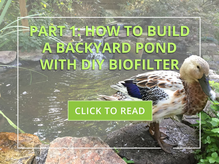 how to build a diy backyard pond with biofilter - the ultimate step by step guide!