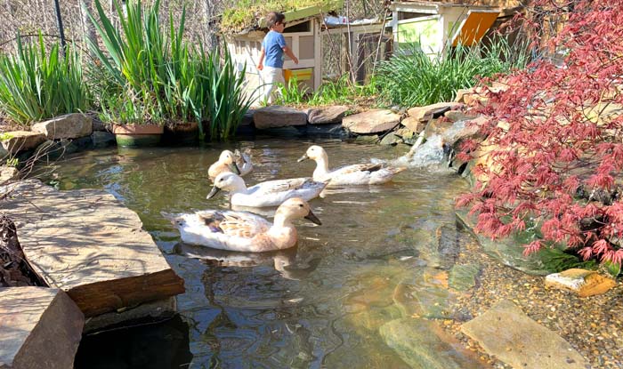 Our ducks enjoying a dip in their pond. Our duck coops are in the background. These features helps our ducks stay safe, healthy, and happy.