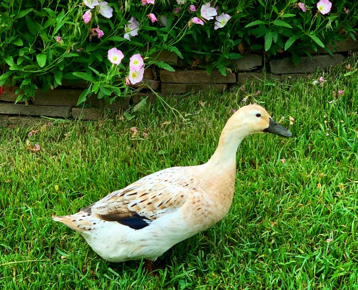 Jackson the 10 year old Welsh Harlequin headed to blow out some birthday candles. How long do ducks live?