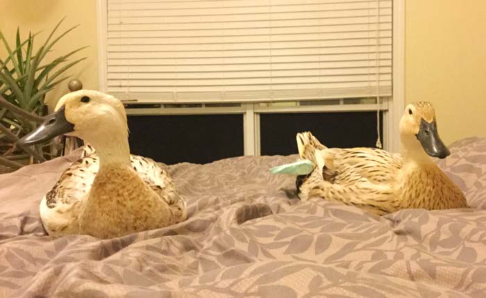 No, these are not production animals. Jackson and Svetlana enjoying a little R & R indoors. Yes, they're wearing duck diapers! 