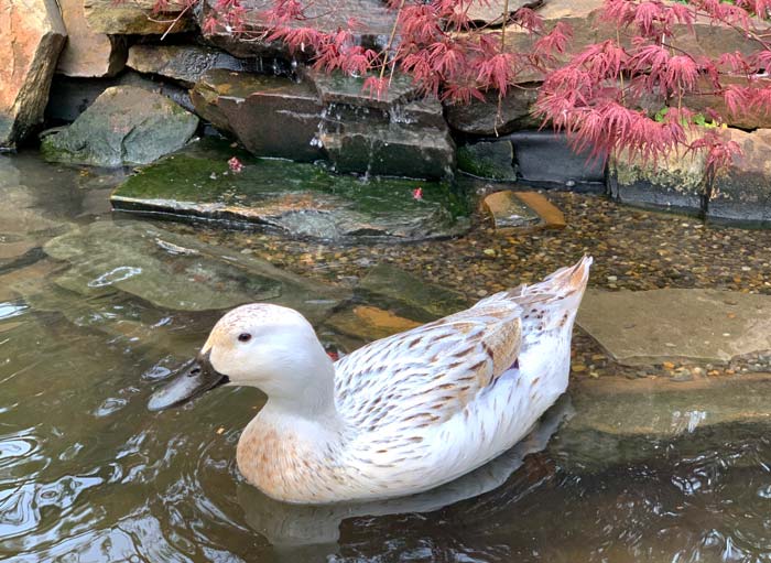 Pippa the duck (daughter of Svetlana and Winnie the Screw) plans to be the oldest duck of all time. 