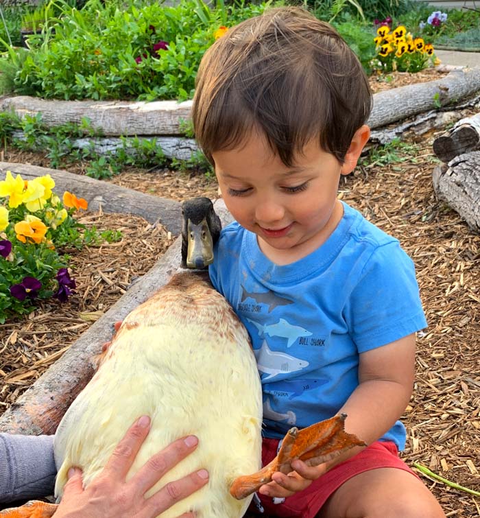Our toddler helping perform a foot pad inspection on Mary the duck. The reason Mary looks like a drake is interesting... laying eggs for too long years ago caused damage to her ovaries. Without her ovaries producing female hormones, her secondary sex features reverted back to the default sex in ducks, which is male. This phenomenon is not uncommon in domesticated ducks. 