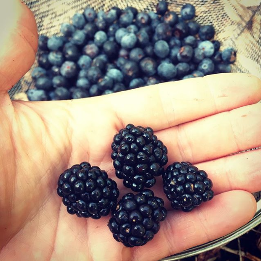 We LOVE summer berry season. Our plants are loaded with blackberries, raspberries, and blueberries right now.