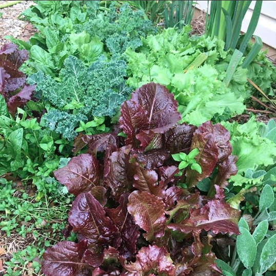 A veggie patch just outside of our front door, loaded with lettuce, chickweed, chicory, kale, and spinach.