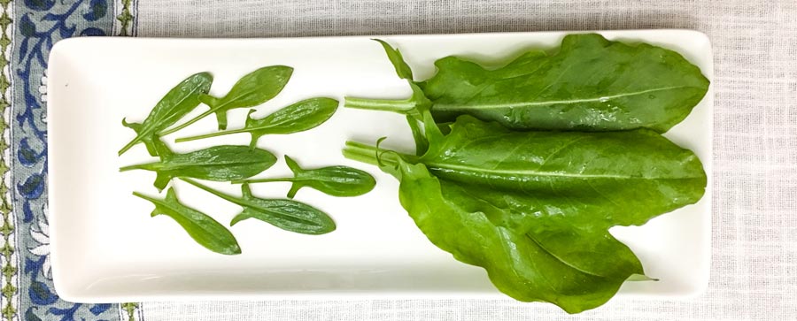 Sheep's sorrel and garden sorrel.