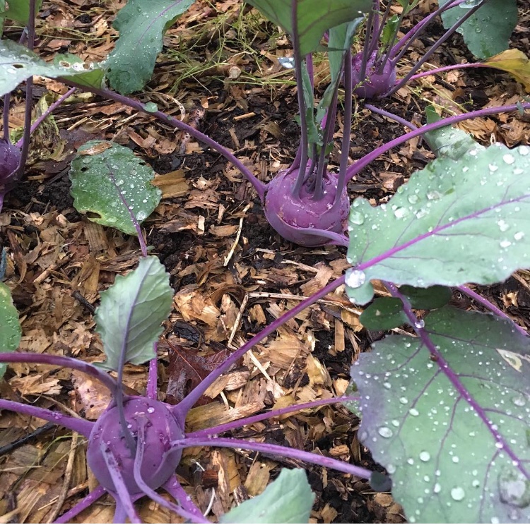 Azur Star kohlrabi growing in a no-till organic bed in our garden.