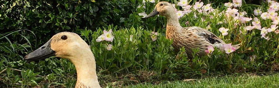 Garden hygiene: response to a question from Joan Axthelm thumbnail