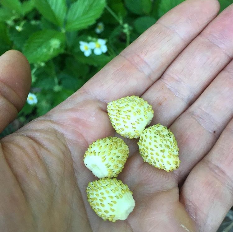 Yellow wonder strawberries taste like tropical fruit punch and grow well in part shade. Berries that grow in shade by Tyrant Farms