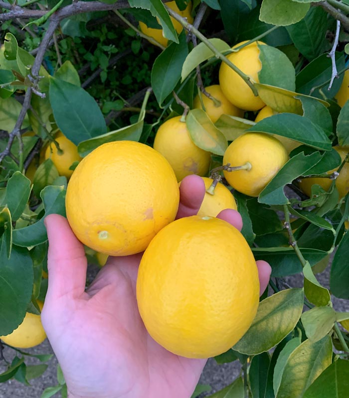 It's awesome being able to walk out the front door and pick a pile of perfectly ripened, organically grown Meyer lemons.
