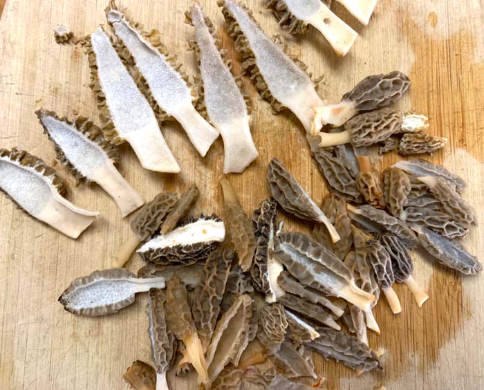 Larger blond morels (top) and smaller tulip morels (bottom) cleaned, cut, and ready to cook.