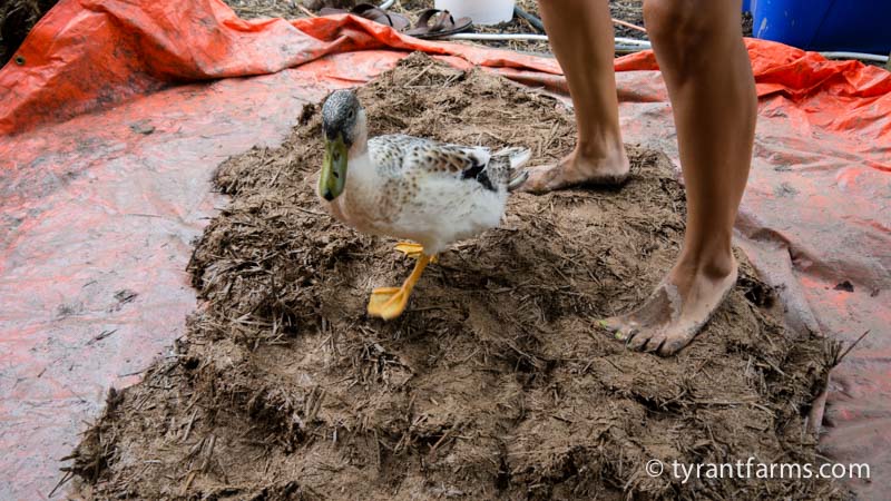 Stomping cob is a fun process that gives you quite the workout. We recommend getting some extra help from friends AND doing your cob-stomping on top of a tarp. Ducks are optional.