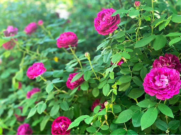 Easiest edible rose to grow organically. Our personal favorite rose for edible flowers is Cardinal de Richelieu, which produces gorgeous bright pink drinks with wonderful flavor. The plant is also incredibly hardy and disease-resistant, as evidenced by the fact that we've been growing it 100% pesticide-free in our southeastern landscape for over a decade.