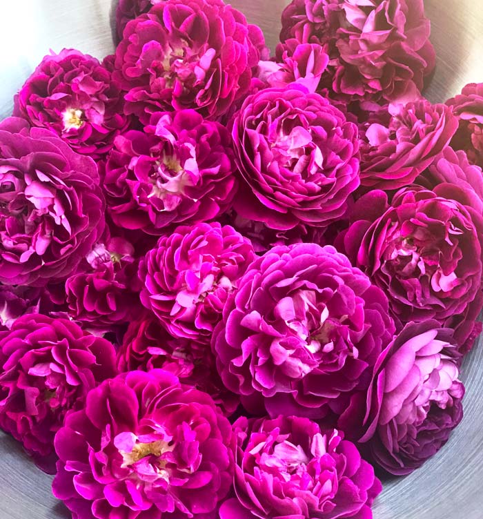 Edible roses - Freshly harvested Cardinal de Richelieu roses ready to be made into delicious fermented drinks (link to recipe below!). 