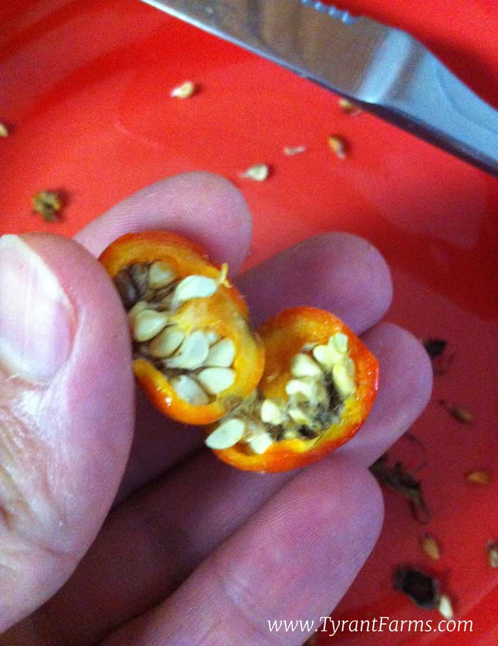 Remove the seeds before using rose hips in recipes.
