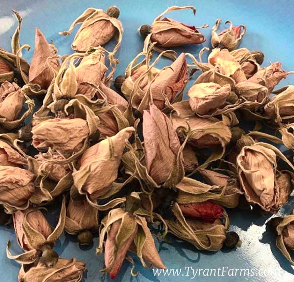 Mmm, dried rose buds from our Rosa rugosa plants. 2-3 rose buds is all it takes to make a strongly-flavored cup of rose bud tea.